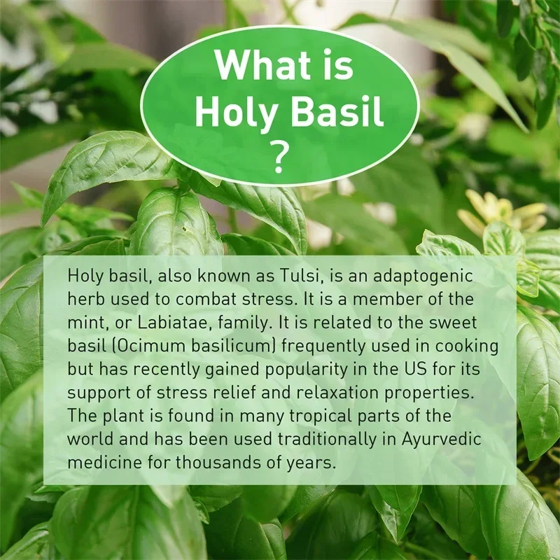 Kutsal Fesleğen Kapsülleri - B - Tulsi Holy Basil incelemesi ve fiyatı
