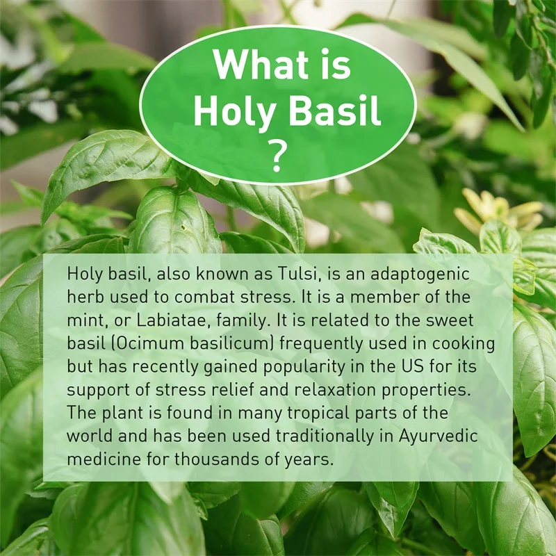 Kutsal Fesleğen Kapsülleri - B - Tulsi Holy Basil incelemesi ve fiyatı